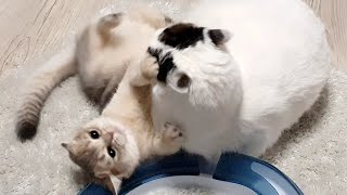 small kitten vs. big cat fight