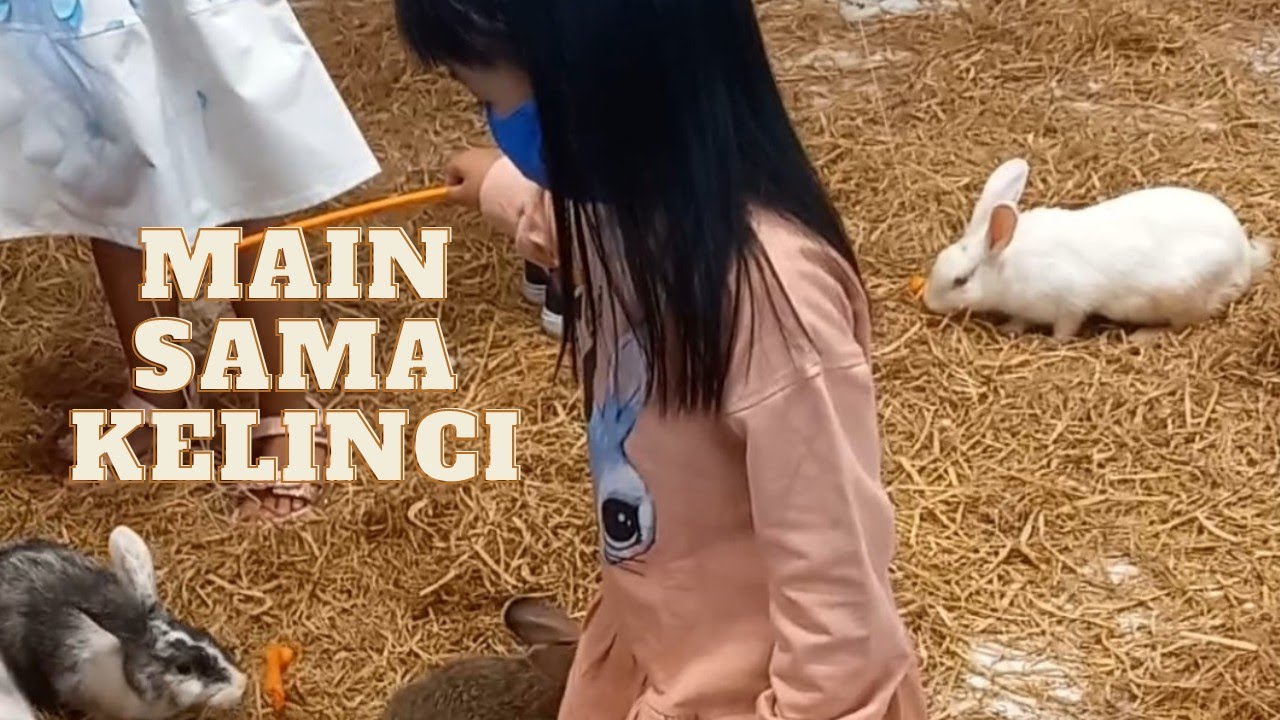 Main sama kelinci di mall...