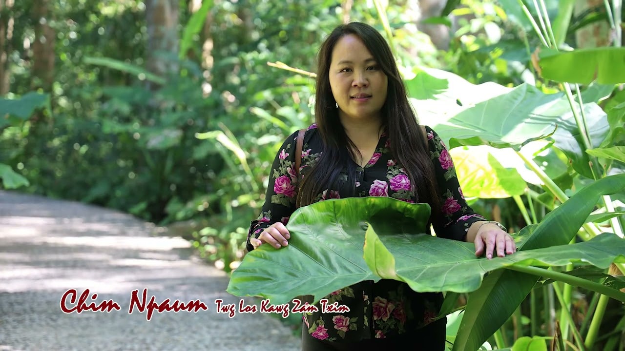 Chim Npaum Twg Los Kawg Zam Txim. 2/1/2023