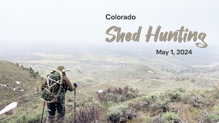 Colorado Shed Hunting - Opening Day 2024
