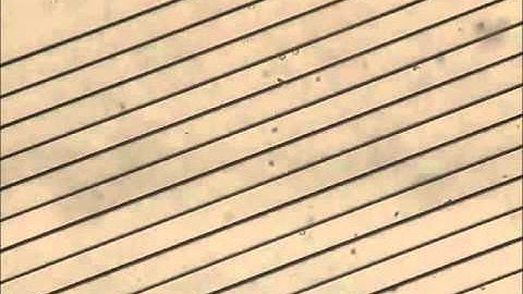 Cell sorting by deterministic cell rolling