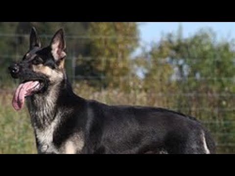 Video: Cum Să Coaseți Rapid și Ușor Un Câine Breloc