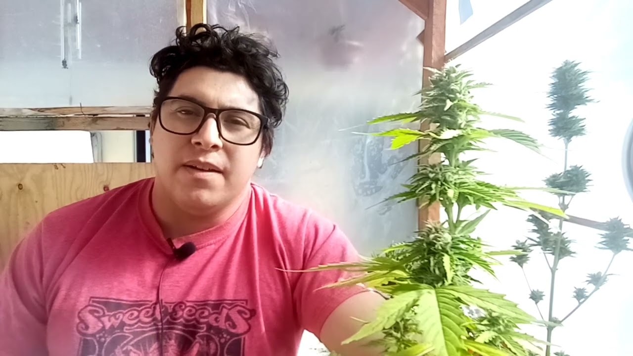 Por qué mi planta de cannabis quedo pequeña?