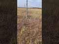 #сборклюквы #клюква #болото #nature #природа