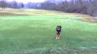 20130113 123 JasperRetrievingTheBallOnTheGolfCourse