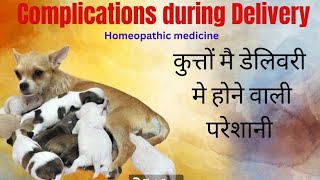 Complications During Delivery in Dñogs । Homeopathic medicine । बच्चे देते समय होने वाली समस्याएं। by Durabull kennel 95 views 3 months ago 5 minutes, 28 seconds