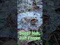 Frozen Frog