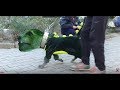 AMERİCANBULLY KÖPEĞİME EJDERHA KOSTÜMÜ GİYDİRİP  SOKAĞA ÇIKTIK. #TROLL GÖRENLER ŞOK OLDU