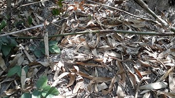 qaib qus daj cuab poj tuaj zoo heev..txawj mus coj poj los ntawm yus chaw zaum.