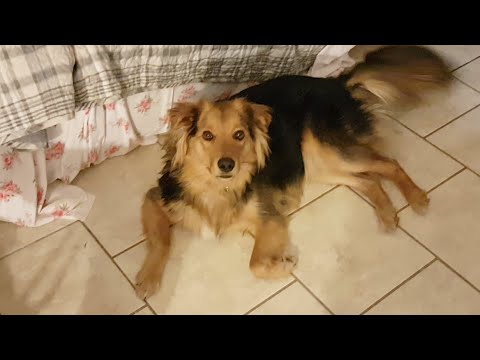 camera iphone 8 plus apk Saturday Live With Crystal The Animal Lover