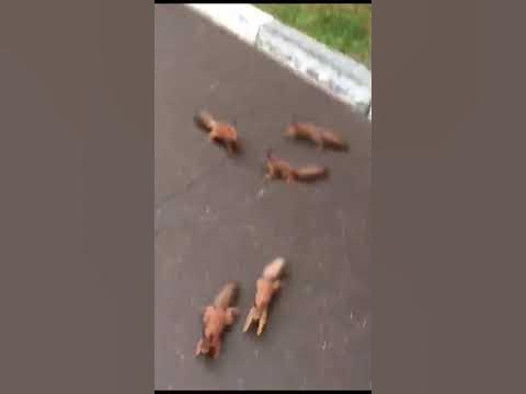 Нашествие белок - YouTube