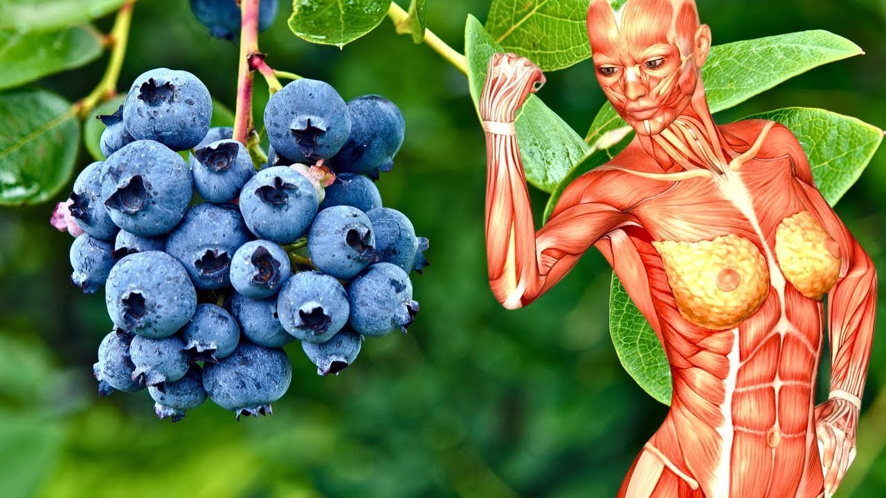 What Happens To Your Body When You Eat Blueberries Everyday YouTube