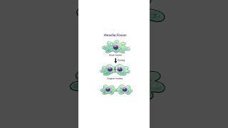 Reproduction in Plants#Full chapter in30second #class9science# #short##viral#trending #fyp
