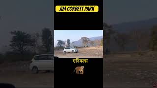 corbett me noise pollution  📵🐅 📍  #jimcorbett #shortsfeed #safari #beingdixit💯 #wildlife #discovery