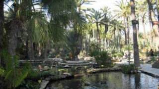 Video thumbnail of "elche sol y palmeras"