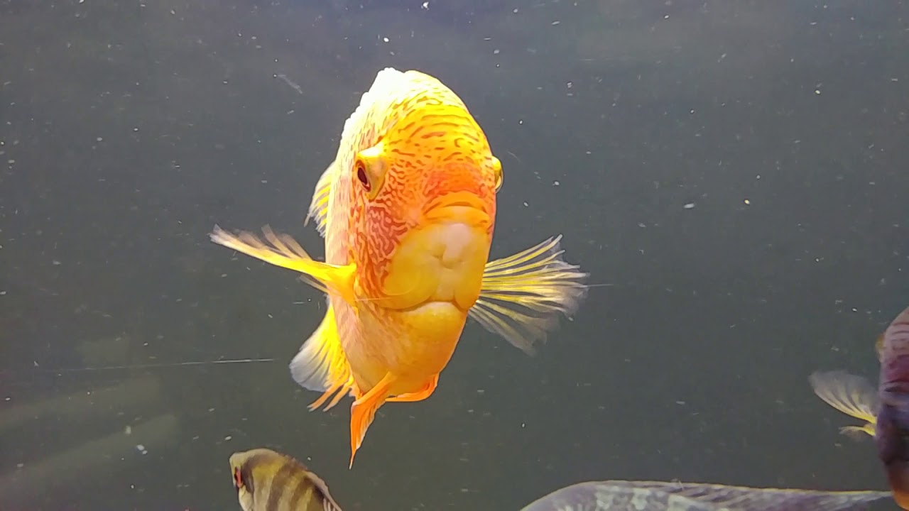 Close no Acara Severum Red Spotted