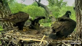 Decorah Eagles- Mom Accidentally Drags Eaglet By It's Tail Feathers