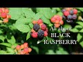 All you need to know about black raspberries