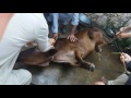 Eid ki qurbani numan ullah khan yosafzai