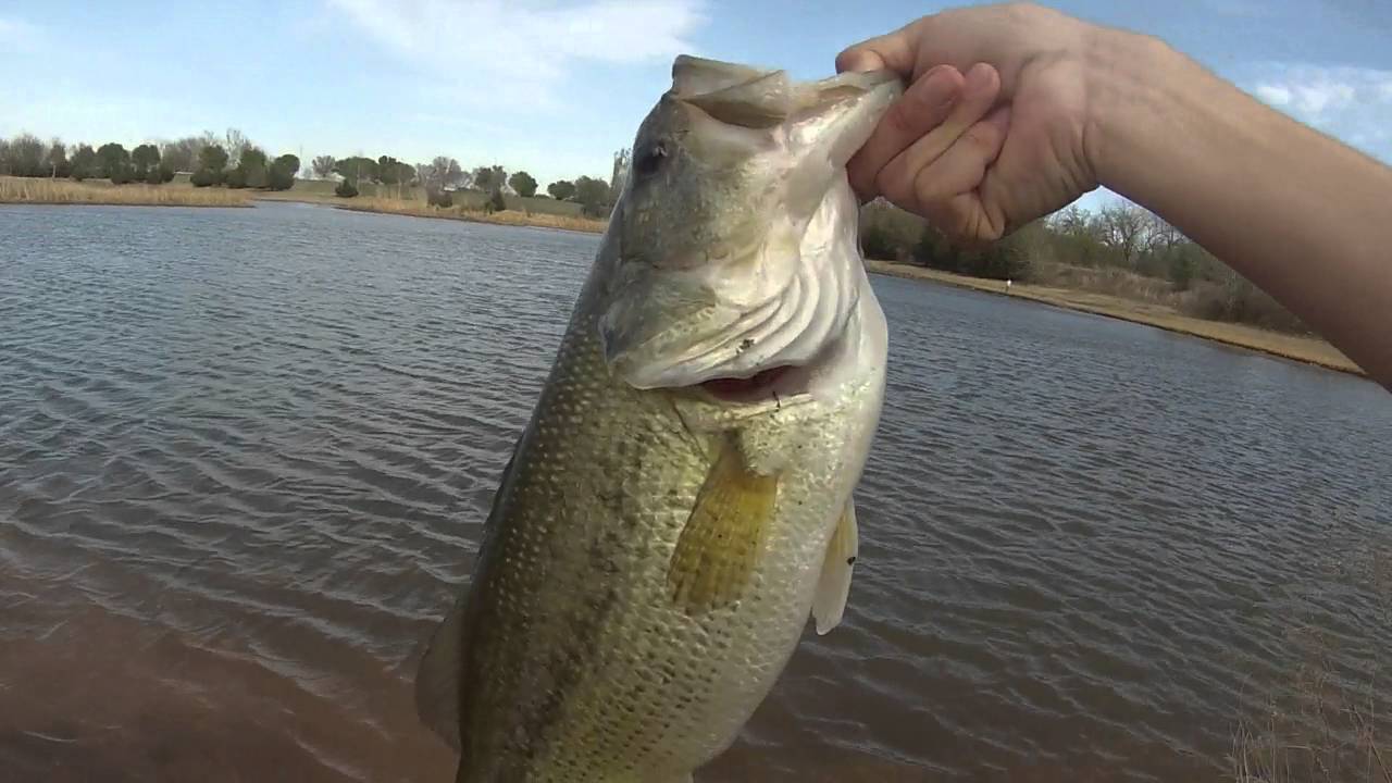PreSpawn bass fishing in Oklahoma City Great DAY!! 3/25/2016 YouTube