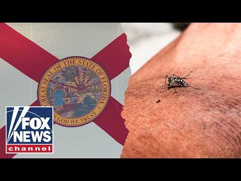 OUTBREAK of dengue fever in Florida shatters records