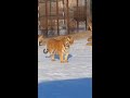 The giant Siberian tiger king is friendly with his subjects.