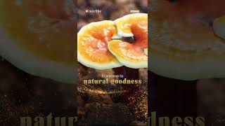 Nutrilite Ganoderma Lucidum | Why Nutrilite Ganoderma?