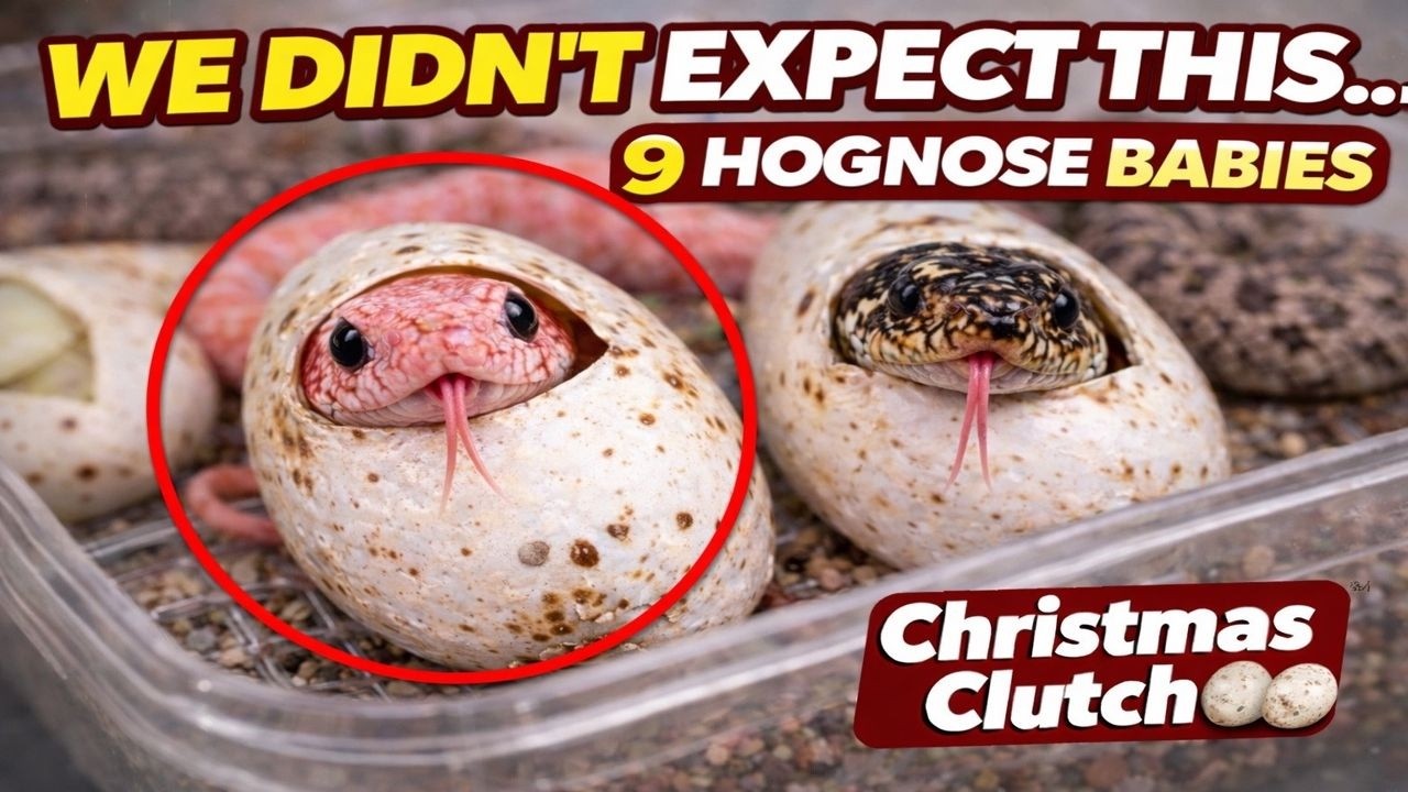 9 Hognose Babies Hatched… And We Hit SUBZERO & SUPER ARCTIC?! 🧬🔥