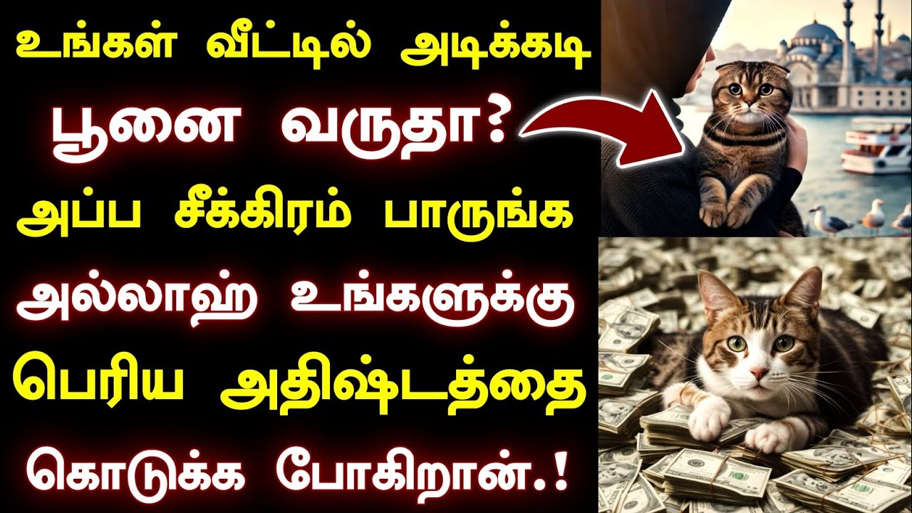 பூனை வருதா? அல்லாஹ் உங்களுக்கு பெரிய அதிஷ்டத்தை கொடுக்க போகிறான் சீக்கிரம் பாருங்க.! Islamic bayan 