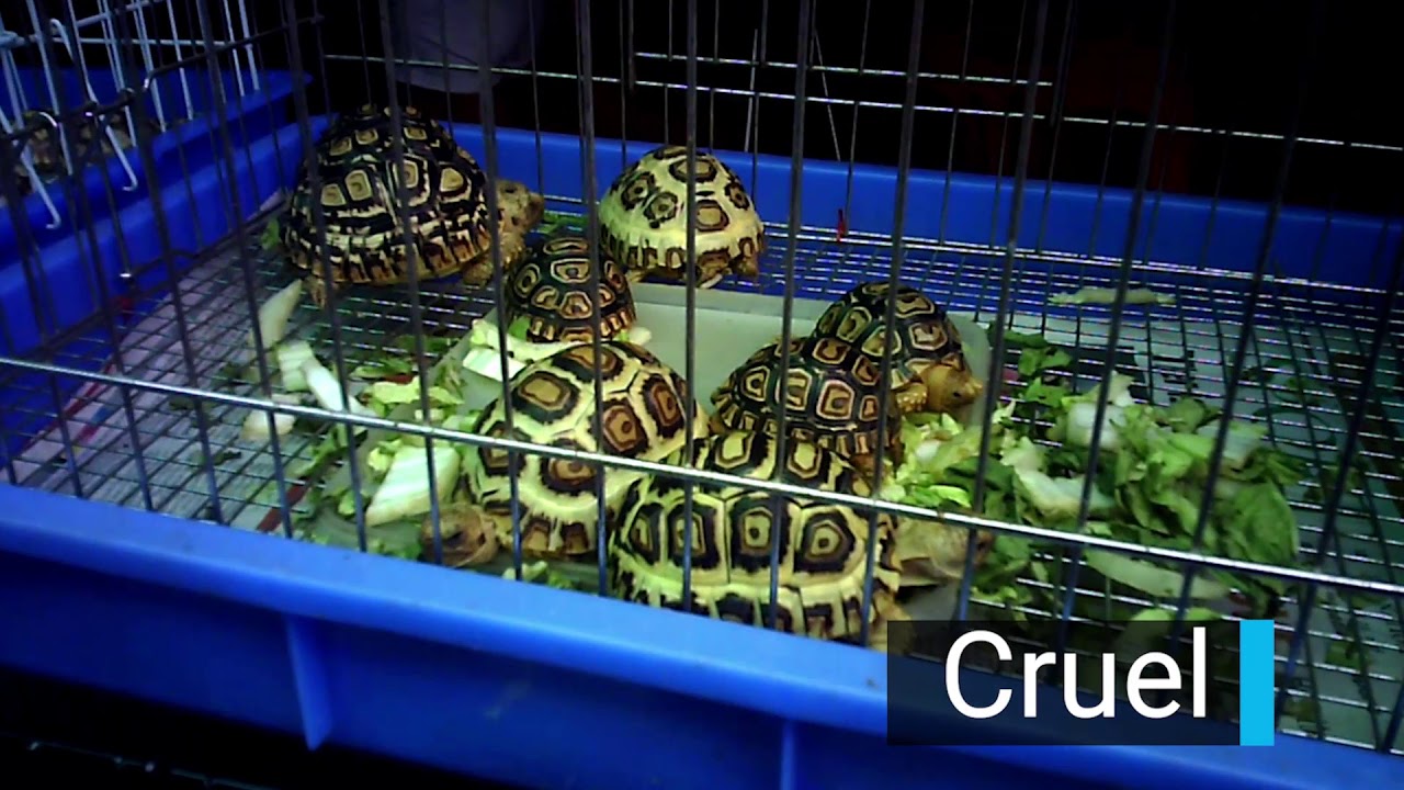 Coronavirus: Protect People and Animals. Close Wildlife Markets Now