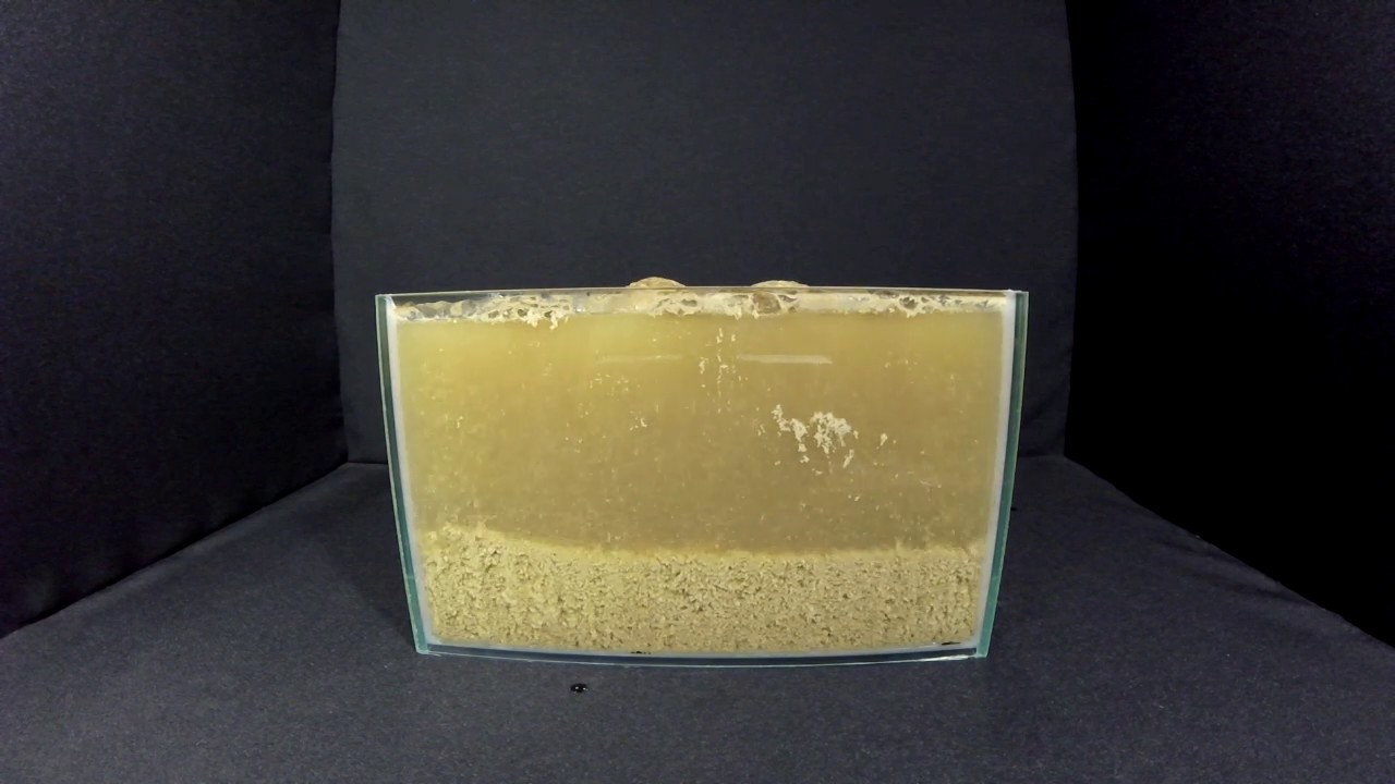 Что будет если налить молоко в Кока-колу | What happens if you pour milk into a Cola | Timelapse