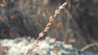 Seyfi Yerlikaya - Ne Verdin Ki Ne Alasın