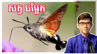 Unveiling The Mysteries Of The Hummingbird Hawk-Moth Svengyol