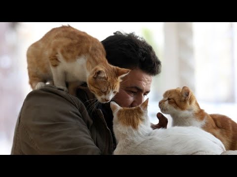 In War Torn Syria Cat Man Starts Rare Animal Clinic Youtube