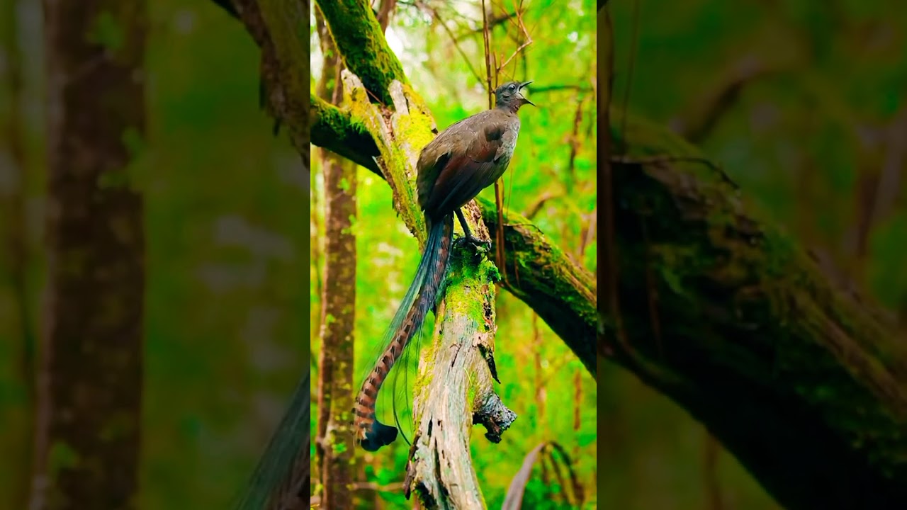 Tiger – Majestic and Powerful Big Cat Moments 