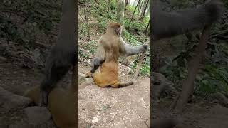 funny monkey videos,funny monkey,monkey videos,funny monkeys,monkey video