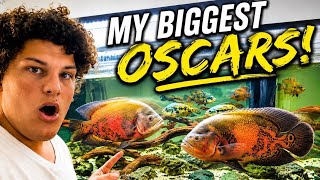 I Moved My BIGGEST OSCARS Into My 180 Gallon Aquarium!