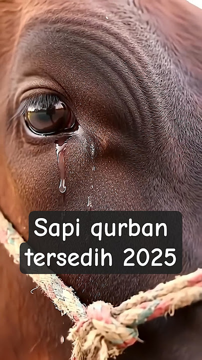 Sapi qurban tersedih idul Adha 2025 #quran #india #animals #short