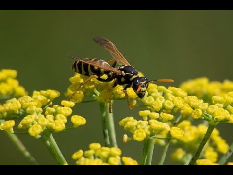 Come allontanare api, vespe e calabroni: rimedi e consigli per difendersi in modo naturale