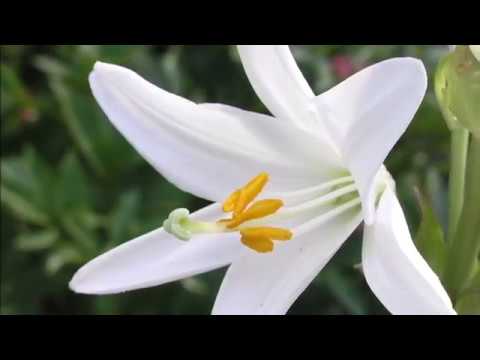 12 Types Of Beautiful White Lily