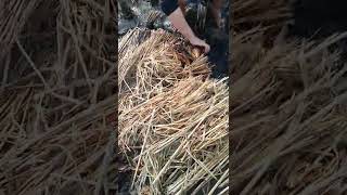 mencari jamur jerami sawah mencari jamur jerami sawah