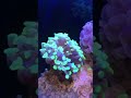 《Nano Tank》滿1周年的綠榔頭 Hammer Coral
