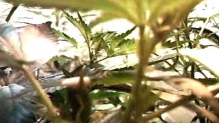 MPEG0001tbones grow room