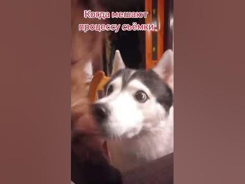 хаски для ласки - YouTube