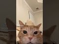 Original Laughing Cat Meme #laugh #lol #cat #meme