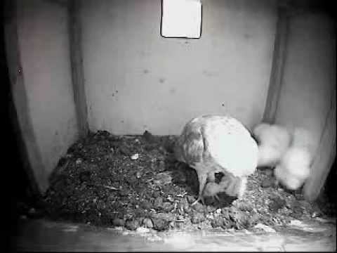 Barn Owl Trust Live Webcam: Barn Owl Grooming Young