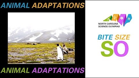 Bite Size SO - Animal Adaptations