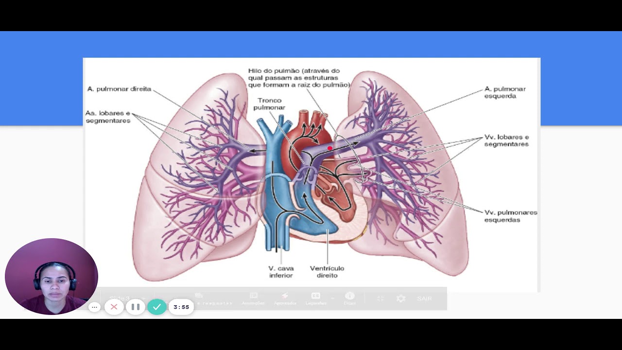 Qual A Via Pulmonar?