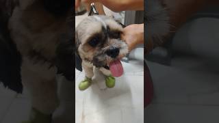 Koi bhi ni karta 🥺 #funny #dogshorts #dogs #dog #shihtzu #cuteshorts #funnyshorts