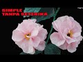 MEMBUAT BUNGA PLASTIK TANPA SETRIKA - MAKE PLASTIC FLOWER WITHOUT IRON